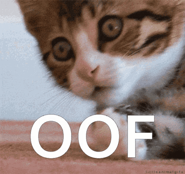 oof-cat-cat.gif