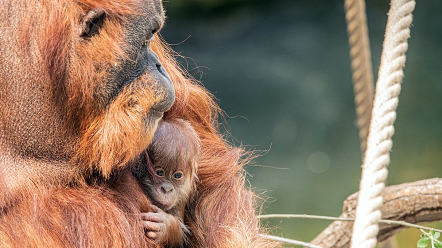 orang-utan-baby-bei-hagenbeck-bild.jpg