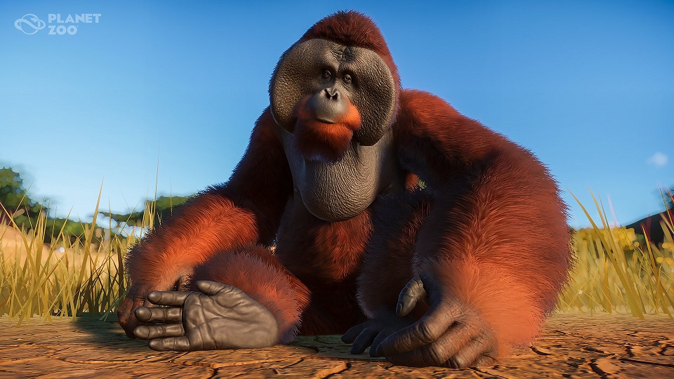 orangutan002.jpg