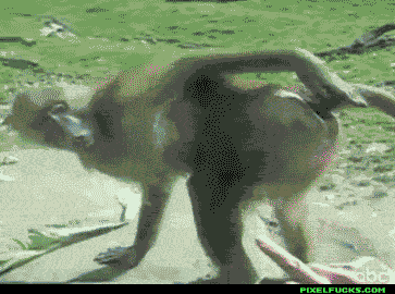 original.gif