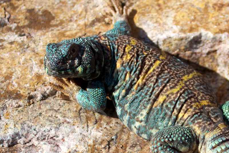 Ornate_Uromastyx-IMG_4784-2011-11-24 - Version 4.jpg