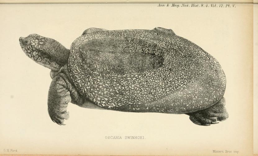 Oscaria_swinhoei_-_s4annalsmagazine12londuoft_0529.jpg