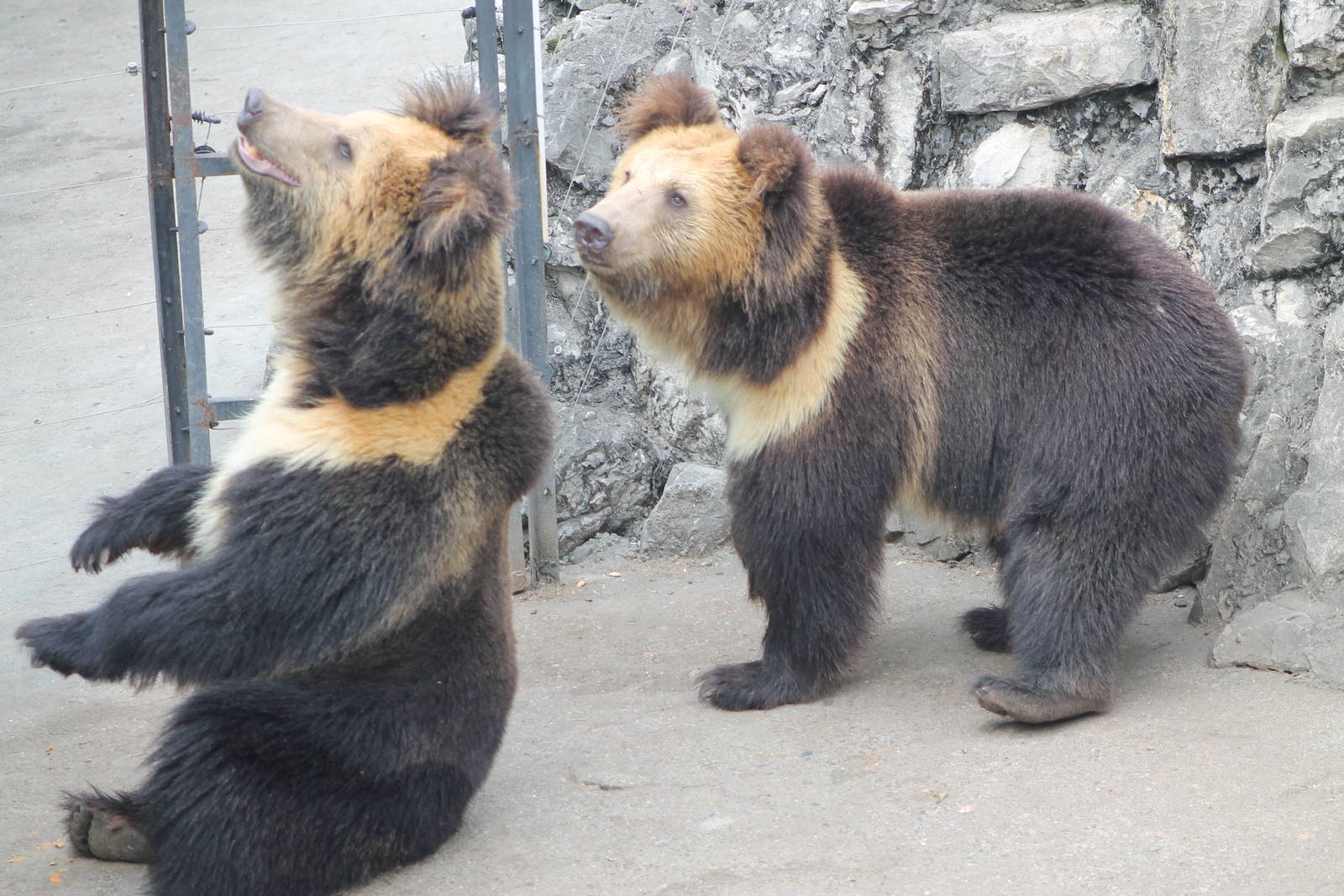 Oso azul tibetano.JPG