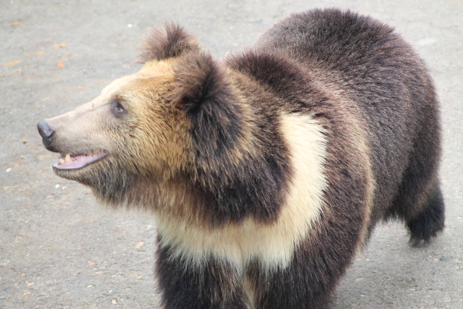 oso.jpg