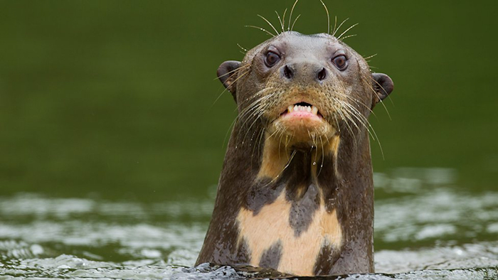 otter.jpg