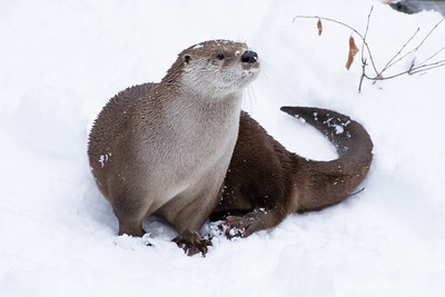 otter.jpg