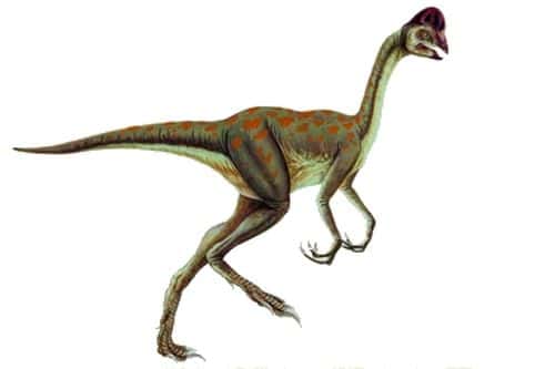 oviraptor.jpg