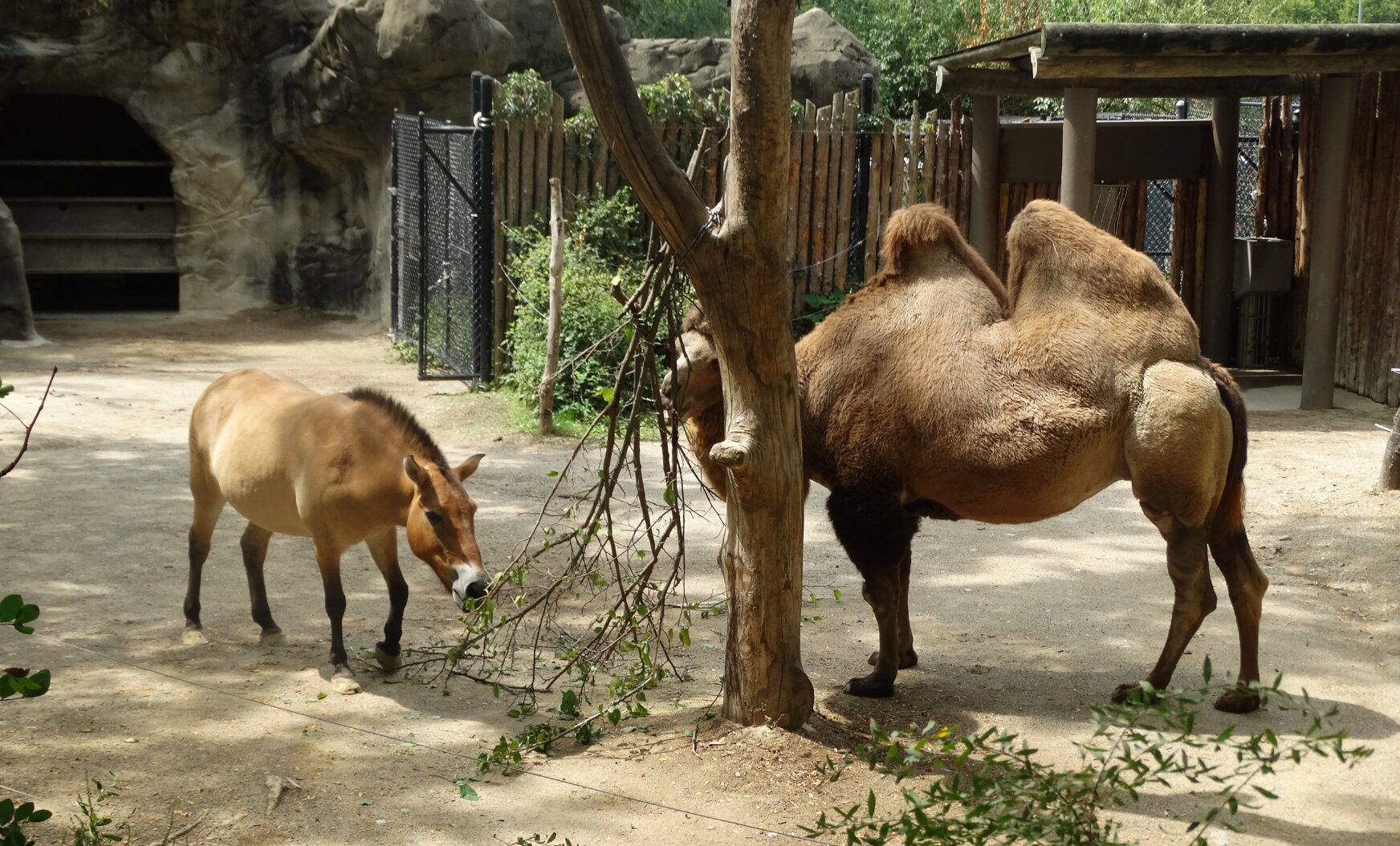 P Horse Camel.jpg