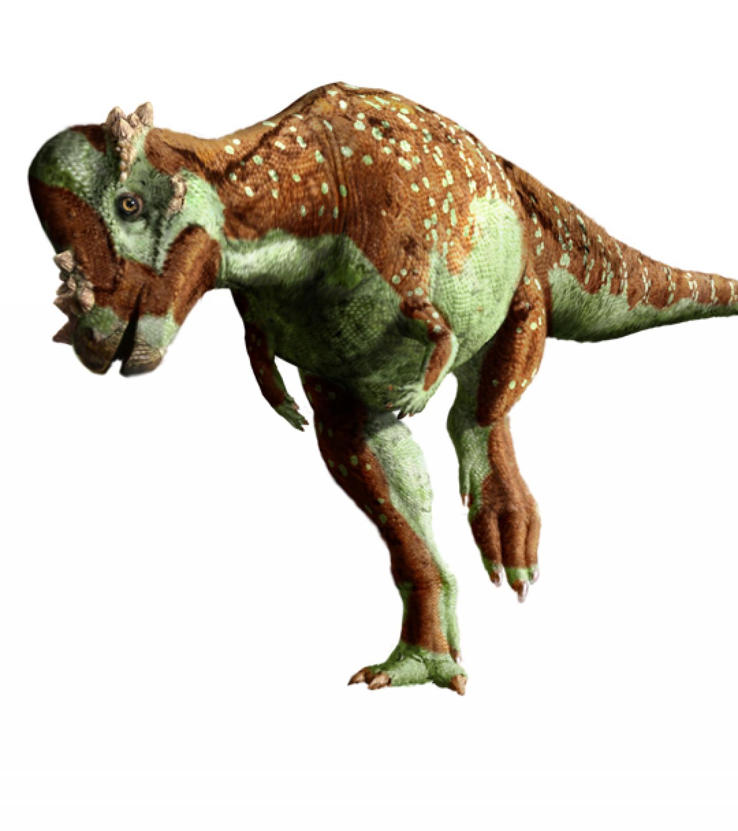 pachisepholsaurus-5.jpg