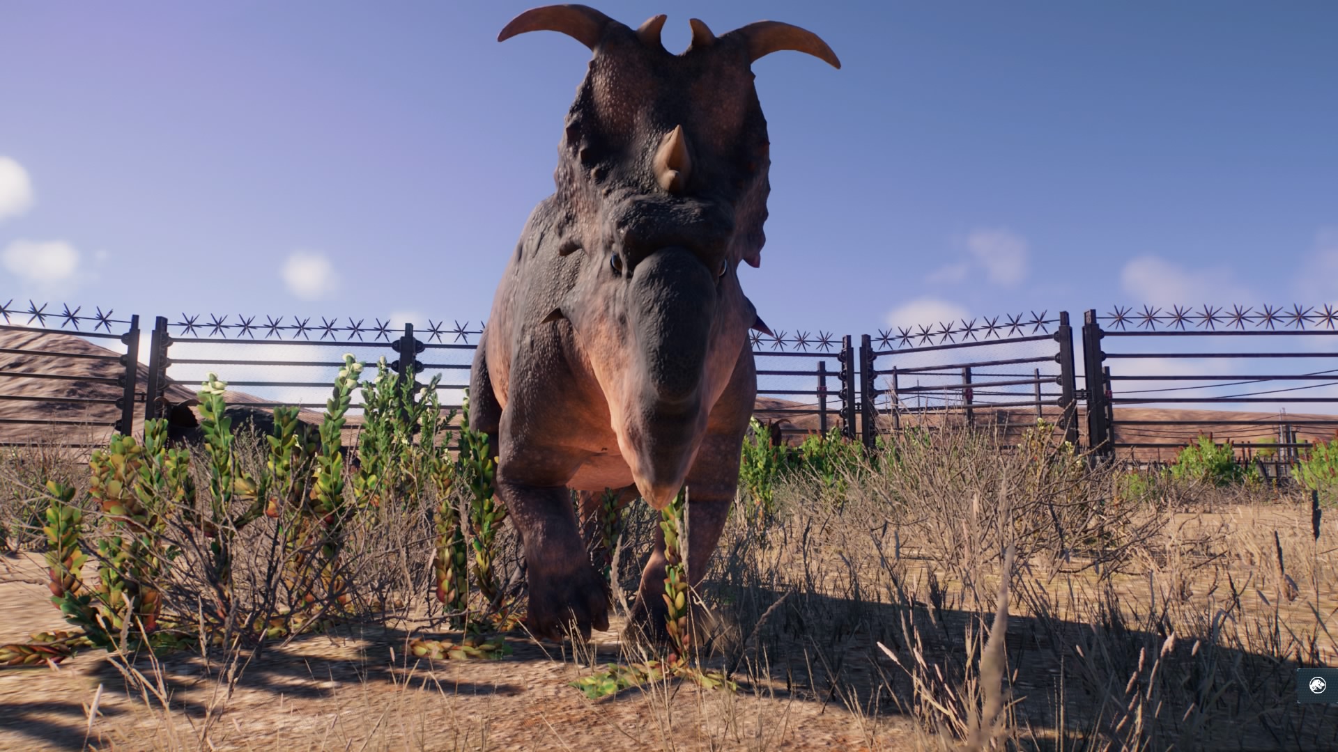 pachyrhino3.jpg