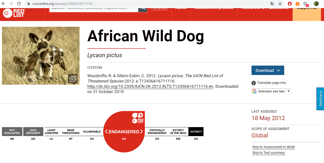 painted dog.png