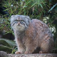 pallascat.jpg
