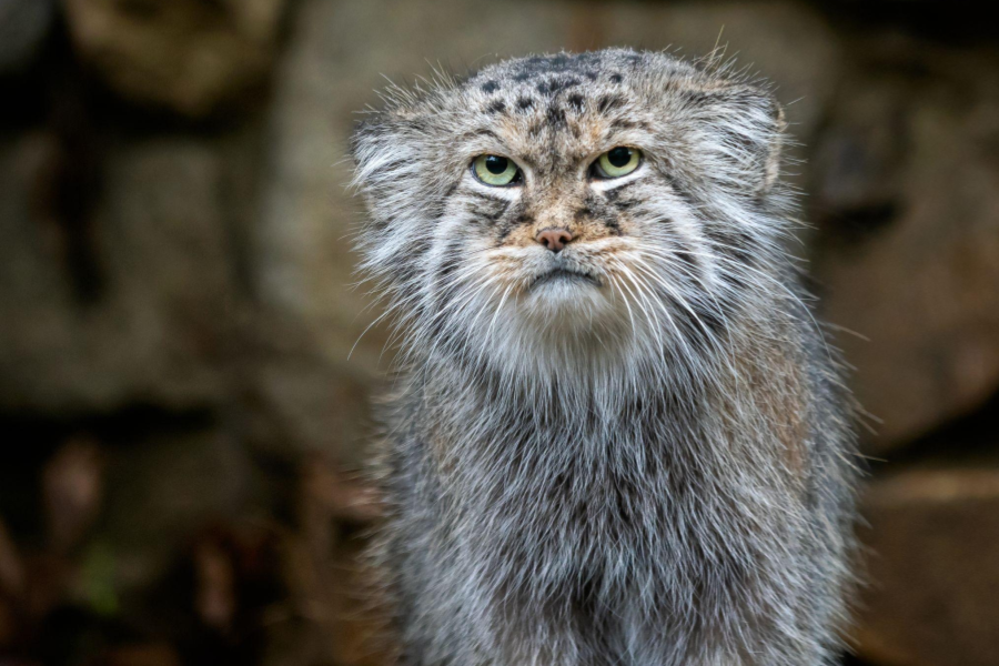 Pallas'scat2.png