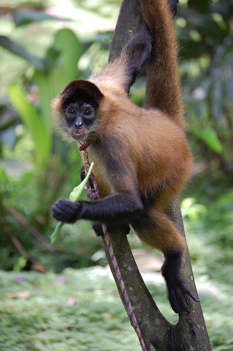 Panama_spider_monkey,_Costa_Rica.JPG