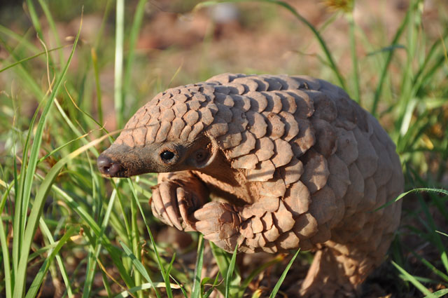 pangolin-2[1].jpg