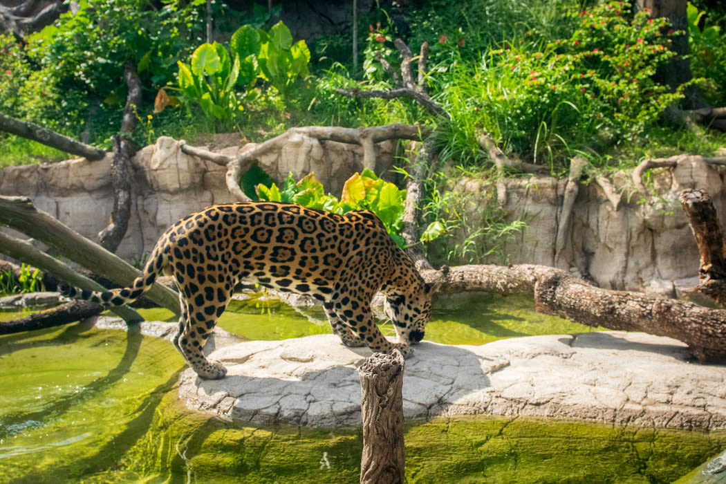 Pantanal-Tesoro-Jaguar-7__1__h2ogcl.jpg
