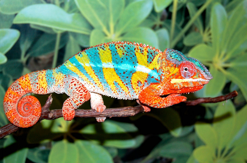 Panther Chameleon.jpg