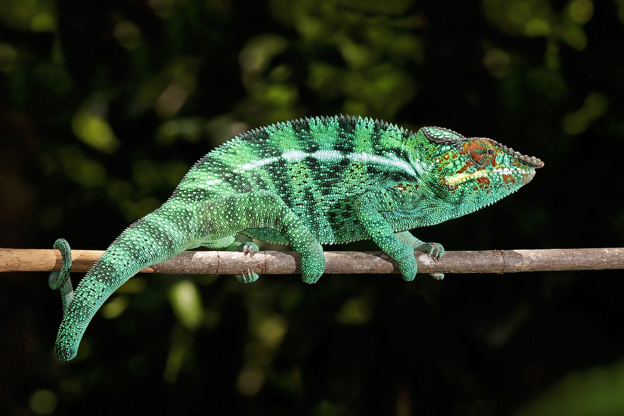 Panther_chameleon_(Furcifer_pardalis)_male_Nosy_Be.jpg