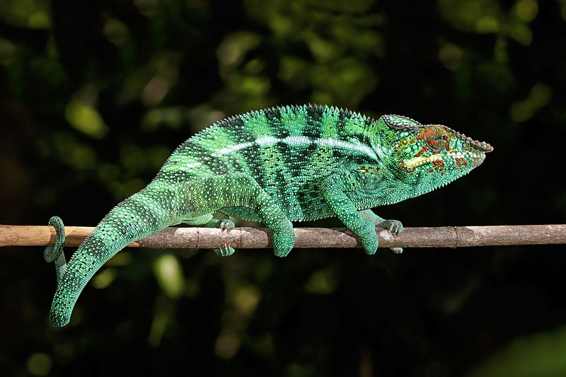 Panther_chameleon_(Furcifer_pardalis)_male_Nosy_Be.jpg