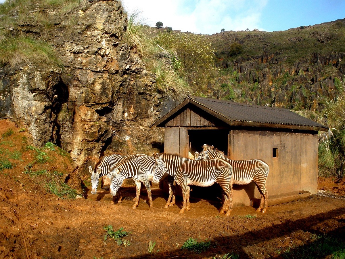 parque-de-cabarceno-en-cantabria-cebras-de-grevy-53172-xl.jpg