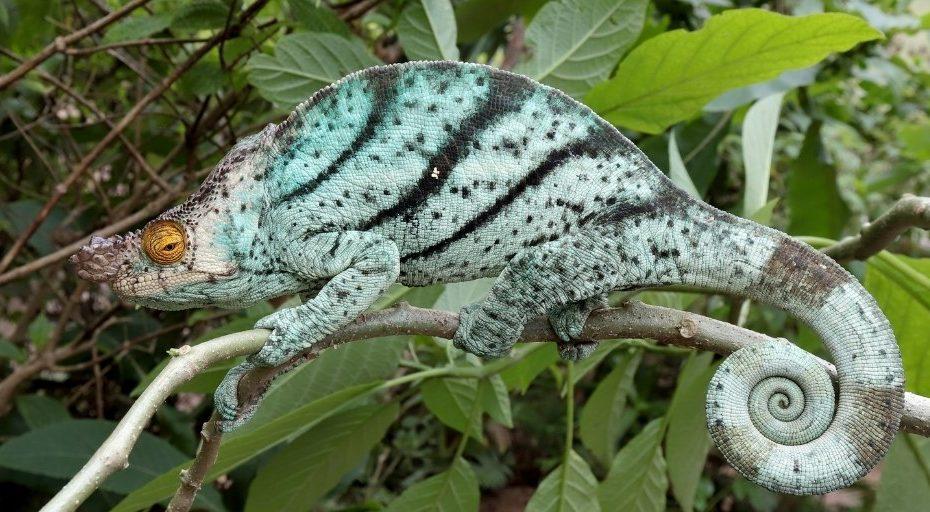 Parsons-Chameleon.jpg