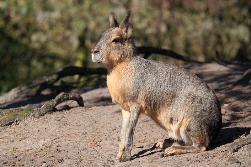 Patagonian-mara.jpg