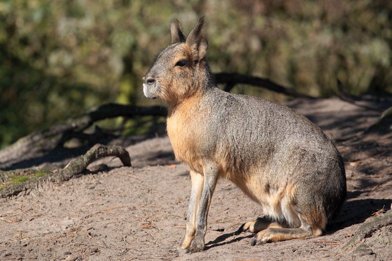 Patagonian-mara.jpg