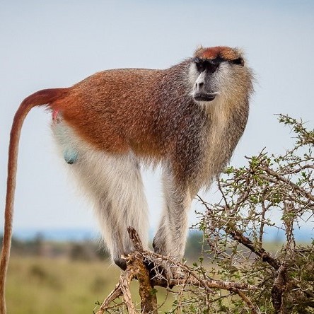 Patas-lakatosafaris.jpg