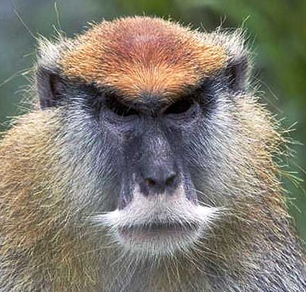 patas-monkey-close-up.jpg