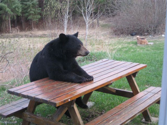 Patient-Bear-meme-6.jpg