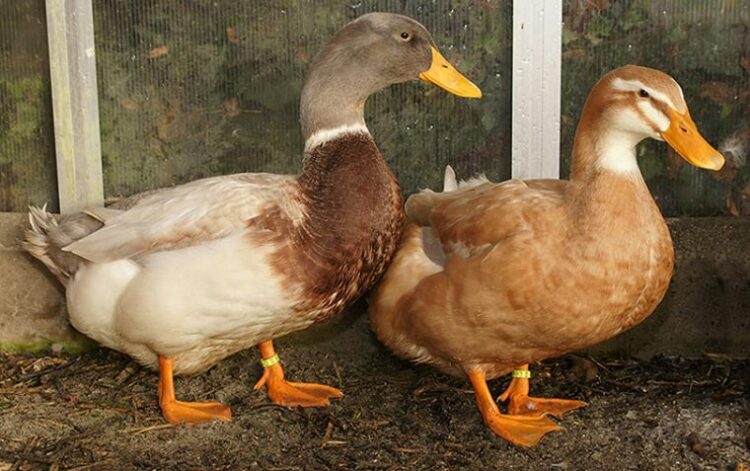 Pato-de-Sajonia-apariencia-750x471.jpg
