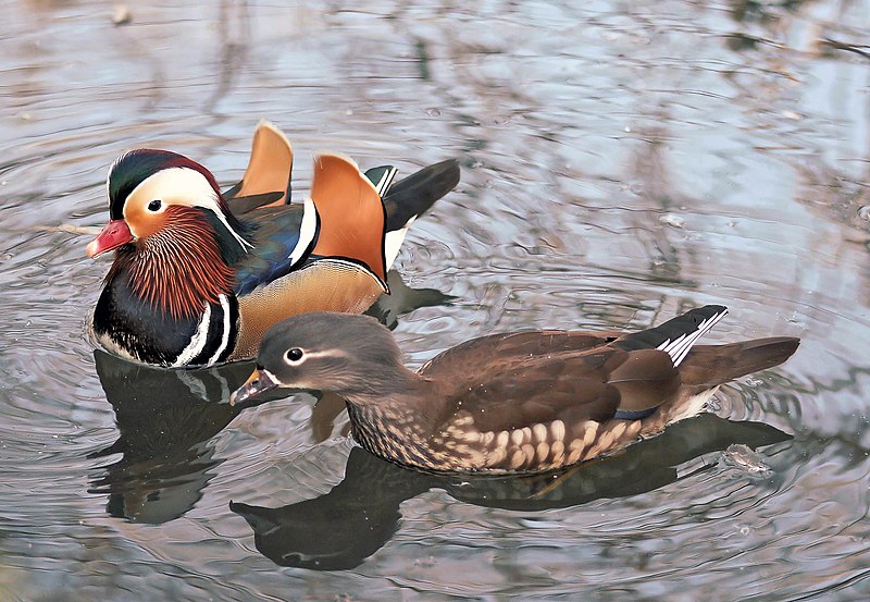 pato-mandarim-lago-01720-1400x800.jpg