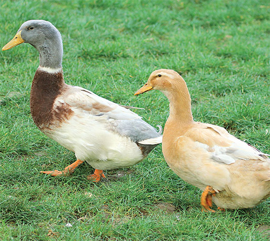 pato- sajonia.jpg