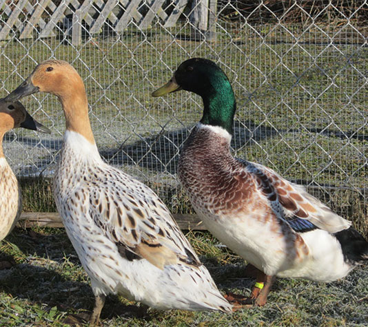 patos-streicherenten.jpg