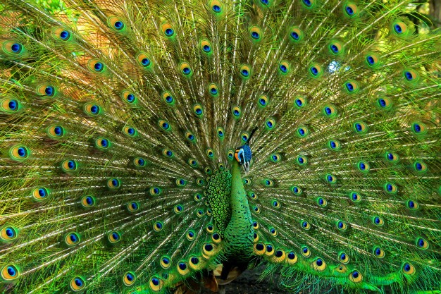 pavão-de-java-3.jpg