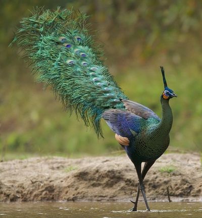 pavão verde de java.jpg