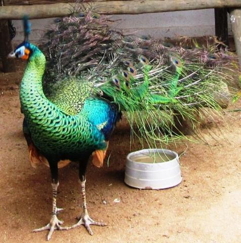 Pavao Verde Java(adulto).JPG