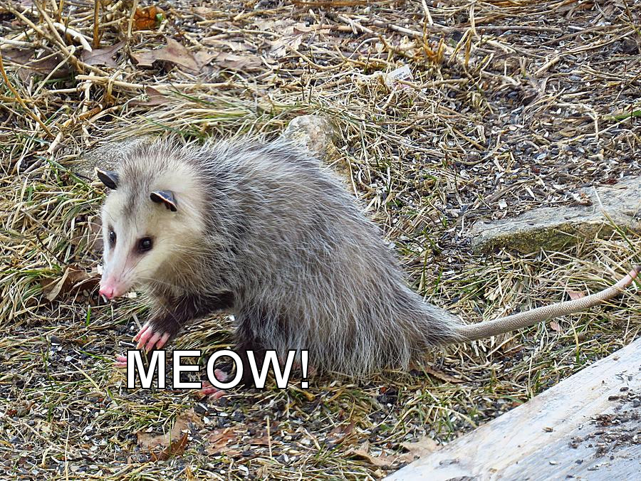 pawing-possum-mtbobbins-photography.jpg
