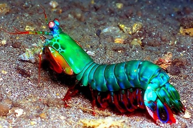 peacock mantis shrimp.jpg