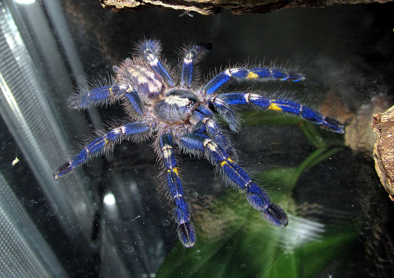 peacock tarantula.jpg