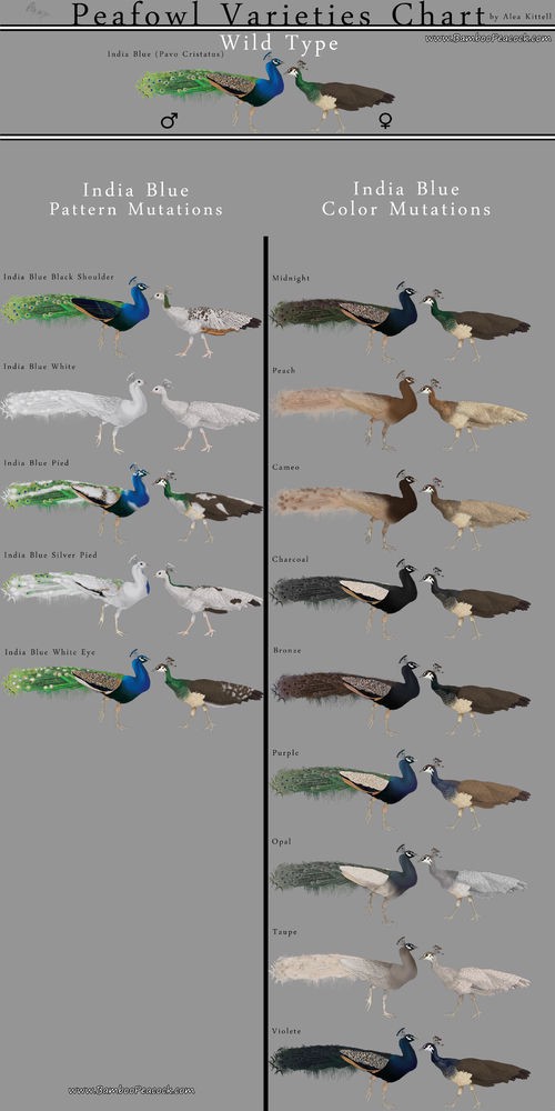 peafowl.jpg