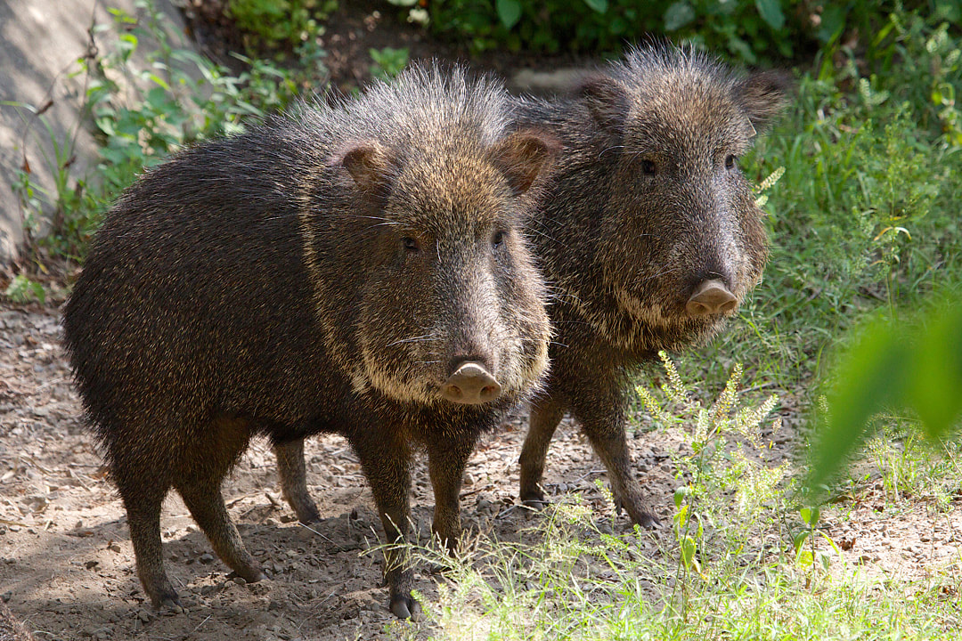 peccary.jpg