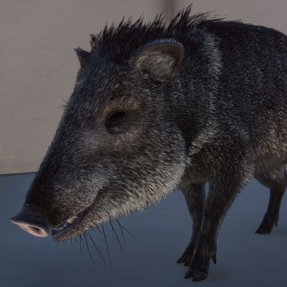 peccary.png