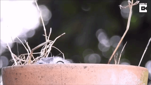 peekaboo-owl.gif