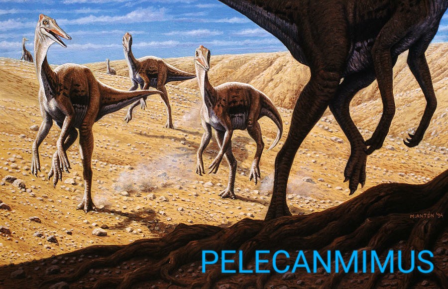pelecanimimus1~2.jpg