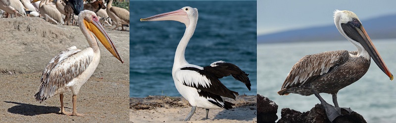 pelican.jpg