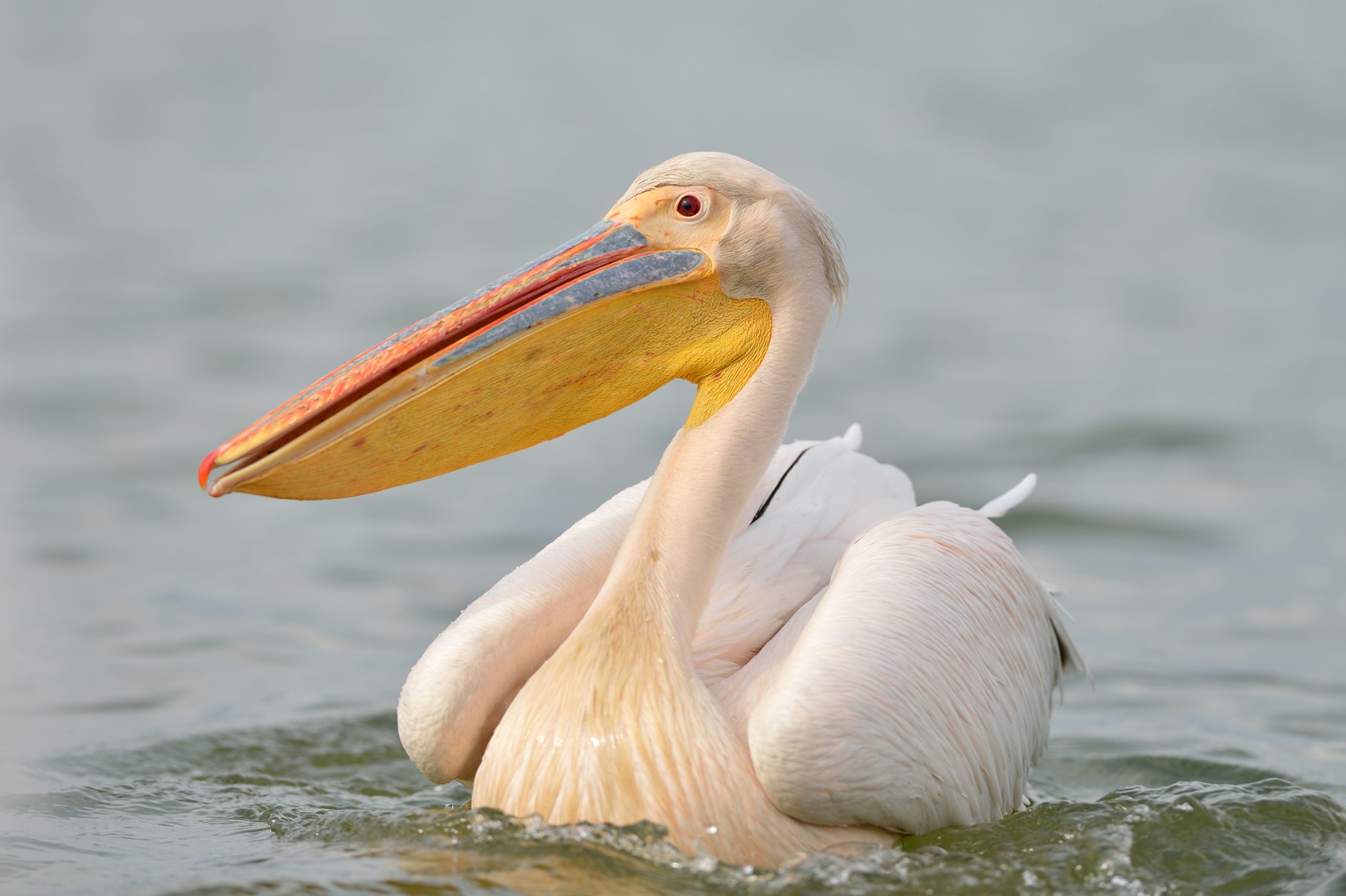 pelican.jpg