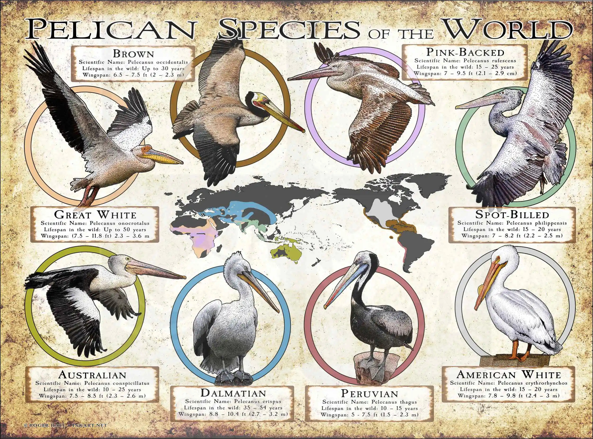 Pelican-Species-of-the-World-ezgif.com-webp-to-jpg-converter.jpg