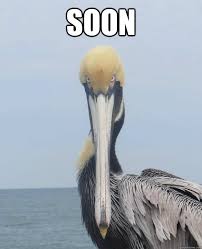 pelican2.jpg