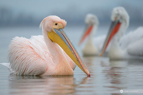 pelican3.jpg